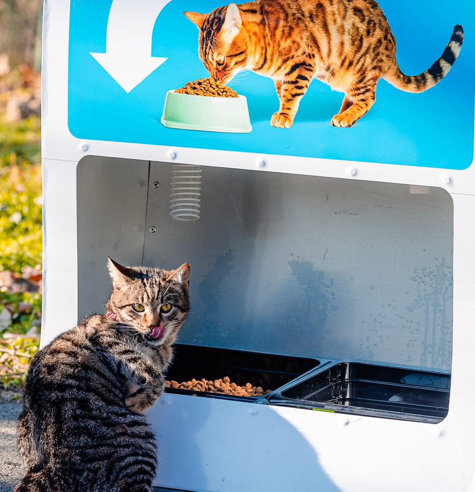 Automate inteligente în București: Reciclează sticle și hrănește pisicile fără stăpân
