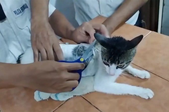 Droguri pe blană: o pisică, capturată în timp ce încerca să livreze pachete într-o închisoare imagine postare