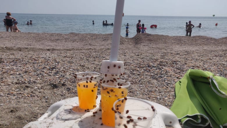 Soare, nisip și... buburuze: Vacanță de coșmar pe litoralul românesc imagine postare