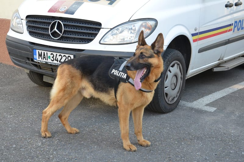 Câinele poliției, eroul zilei: A descoperit hoții unui jaf violent din Neamț imagine postare
